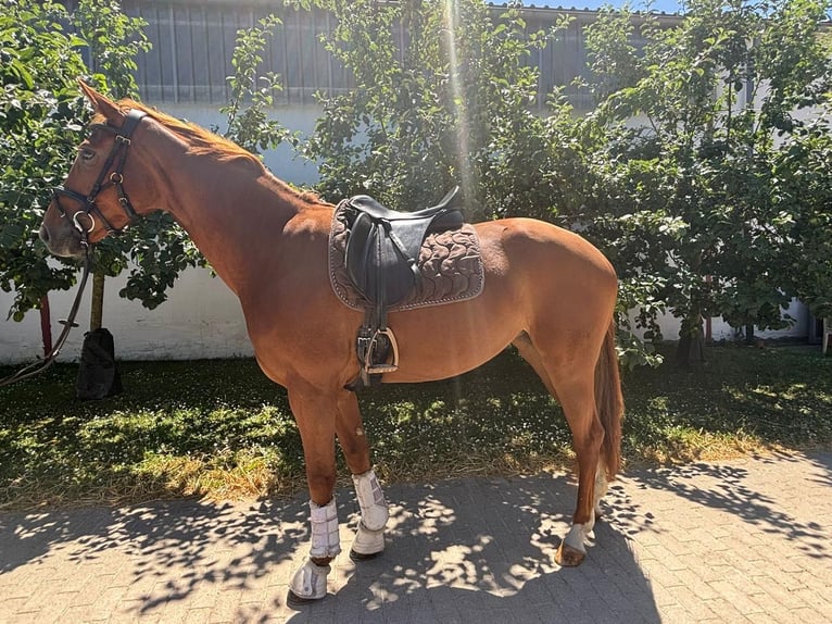 Mecklenburg Warmblood Mare 5 years 16,1 hh Chestnut-Red in Walldorf