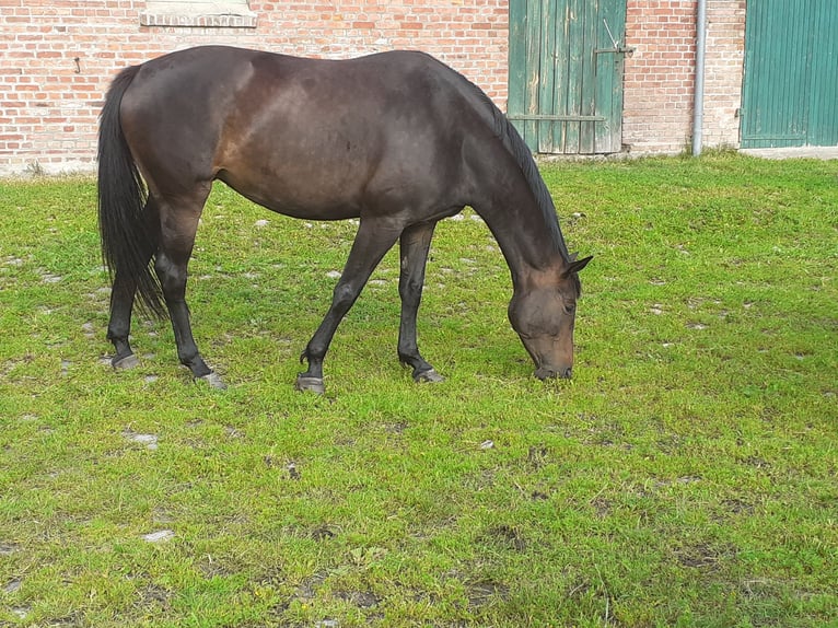 Mecklenburg Warmblood Mare 5 years 16,1 hh Smoky-Black in V&#xF6;lschow