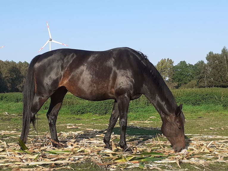 Mecklenburg Warmblood Mare 5 years 16,1 hh Smoky-Black in V&#xF6;lschow