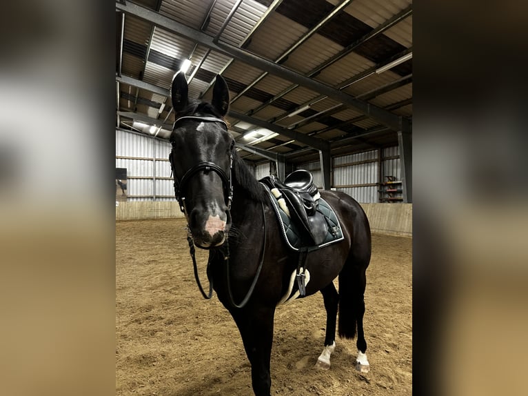 Mecklenburg Warmblood Mare 5 years 16,2 hh Black in Malente