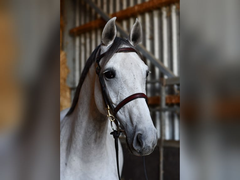 Mecklenburg Warmblood Mare 6 years 15.3 hh Grey in Geilenkirchen