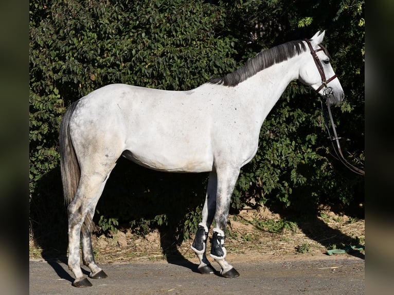 Mecklenburg Warmblood Mare 6 years 15.3 hh Grey in Geilenkirchen