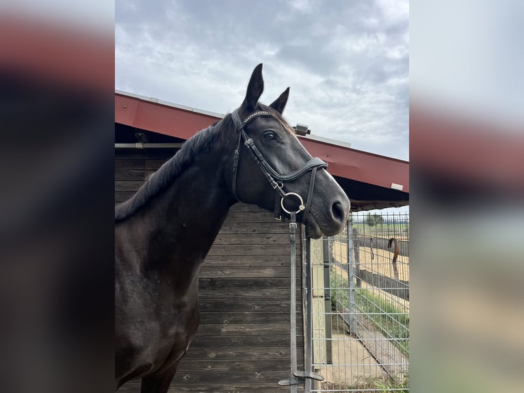 Mecklenburg Warmblood Mare 6 years 15,2 hh Black in Banzkow