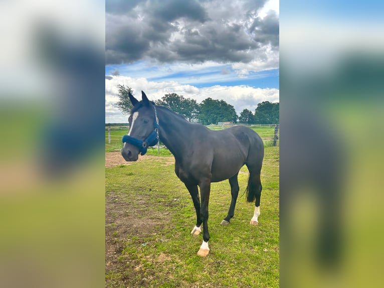 Mecklenburg Warmblood Mare 6 years 15,2 hh Black in Banzkow