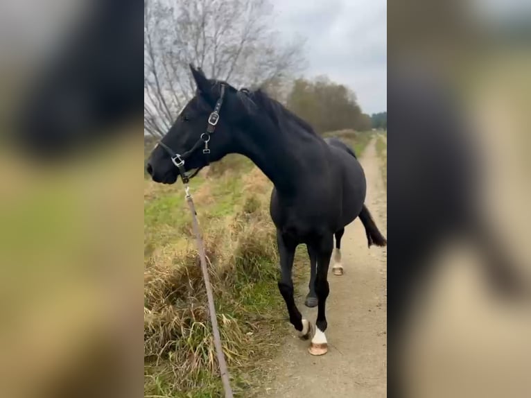 Mecklenburg Warmblood Mare 6 years 15,2 hh Black in Banzkow