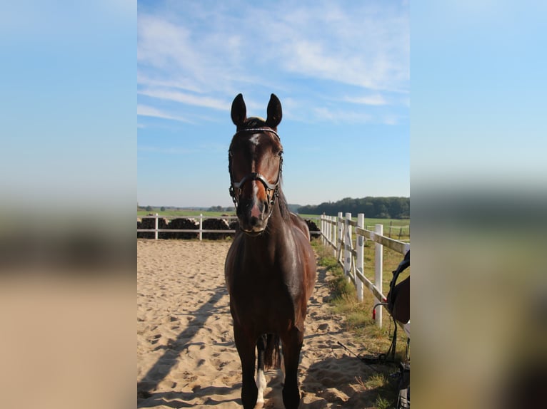Mecklenburg Warmblood Mare 6 years 15,3 hh Smoky-Black in Ziethen
