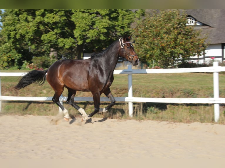 Mecklenburg Warmblood Mare 6 years 15,3 hh Smoky-Black in Ziethen
