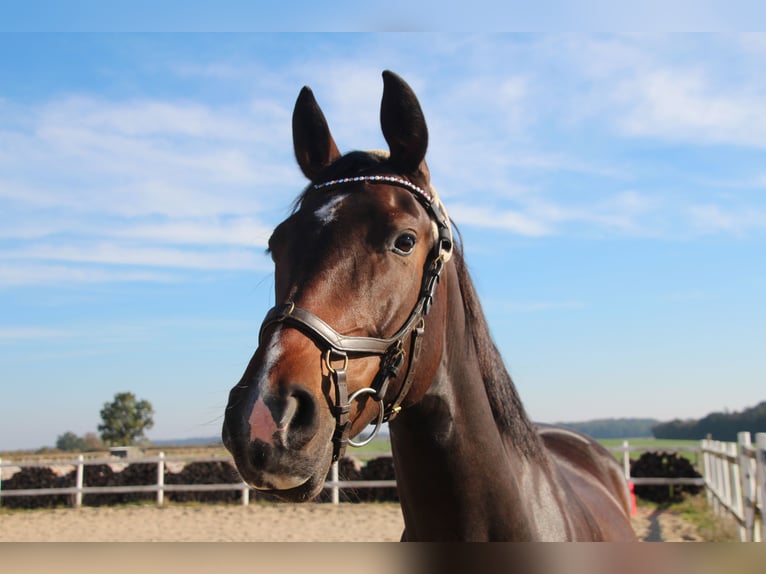 Mecklenburg Warmblood Mare 6 years 15,3 hh Smoky-Black in Ziethen