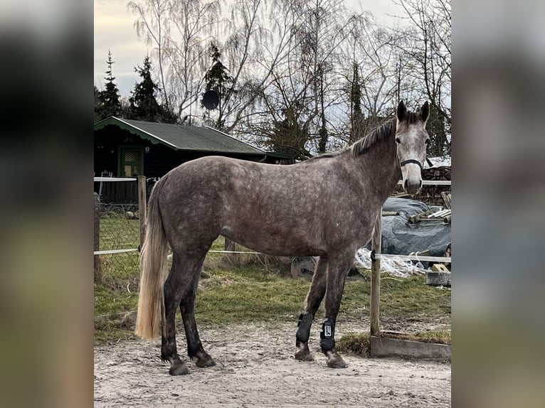 Mecklenburg Warmblood Mare 6 years 16,1 hh Gray in Elze