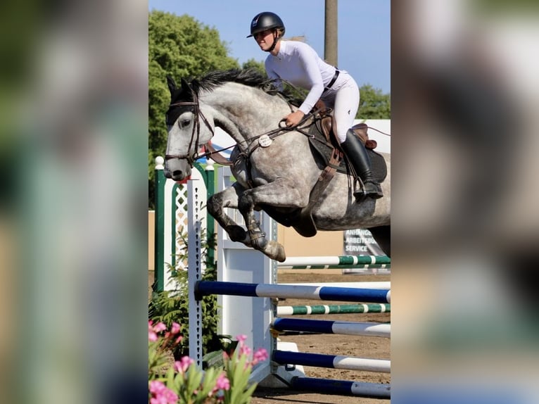 Mecklenburg Warmblood Mare 6 years 16.1 hh Grey in Palingen