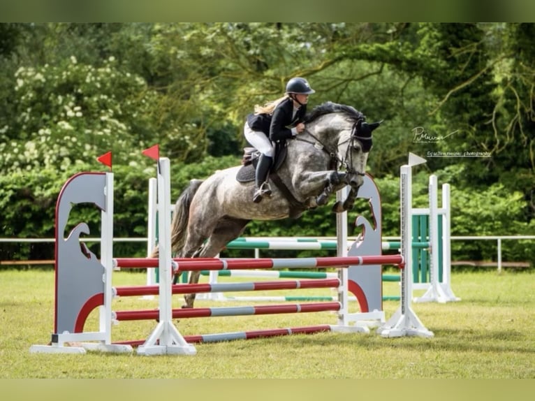 Mecklenburg Warmblood Mare 6 years 16.1 hh Grey in Palingen
