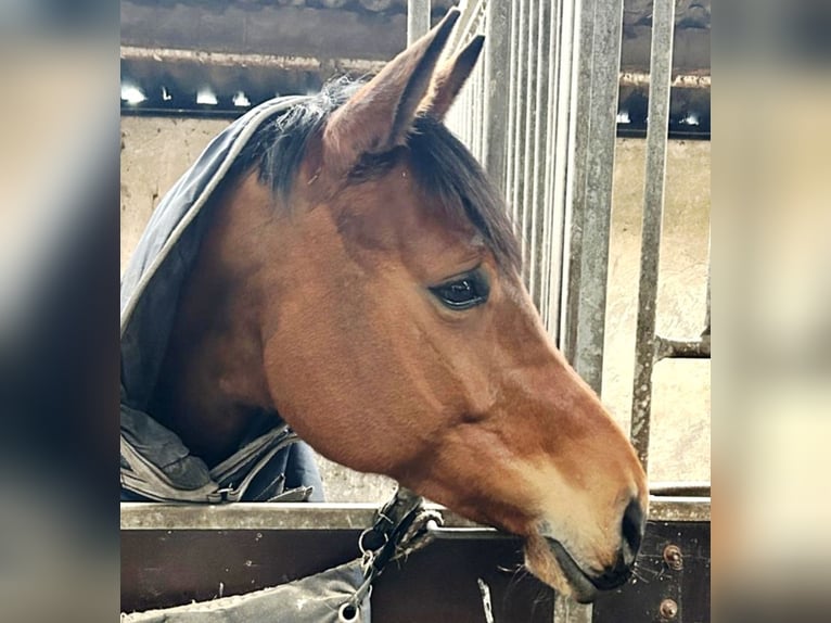 Mecklenburg Warmblood Mare 6 years 16.2 hh Brown in Rostock