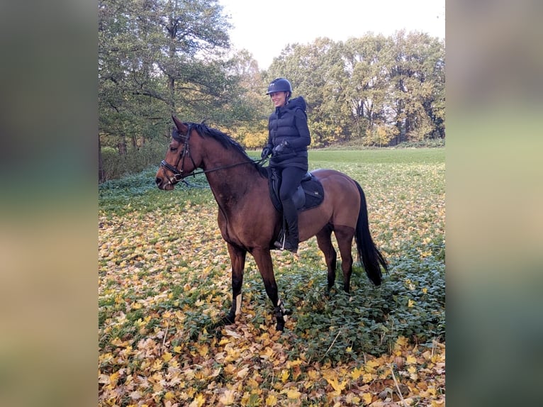 Mecklenburg Warmblood Mare 6 years 16.2 hh Brown in Rostock