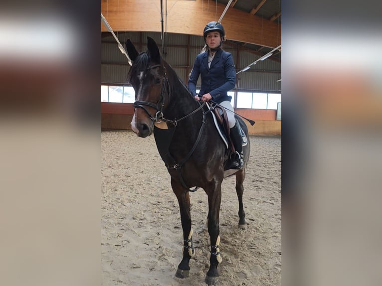 Mecklenburg Warmblood Mare 6 years 16 hh Bay-Dark in Braunschweig