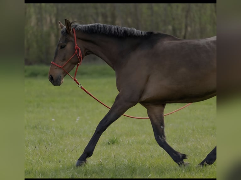 Mecklenburg Warmblood Mare 6 years 16 hh Brown in Wiesenbach