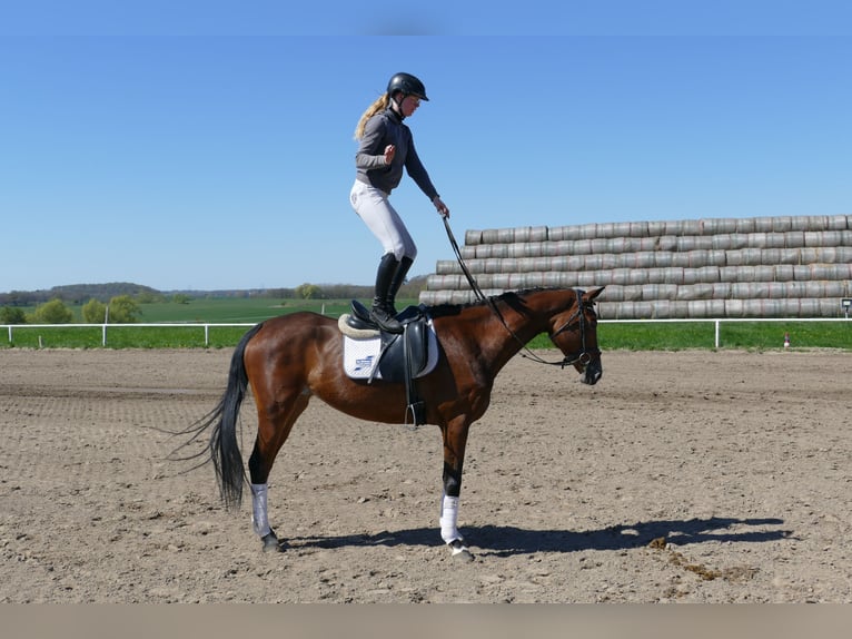 Mecklenburg Warmblood Mare 6 years 16 hh Brown in Ganschow