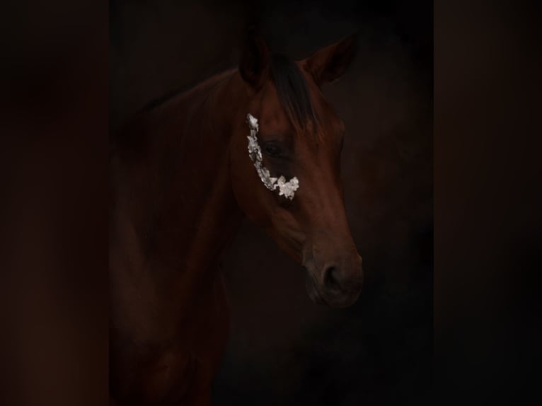 Mecklenburg Warmblood Mare 6 years 16 hh Brown in Cronskamp