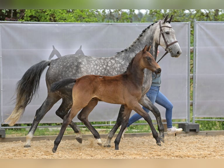 Mecklenburg Warmblood Mare 6 years 16 hh Gray-Dapple in Reichertshofen