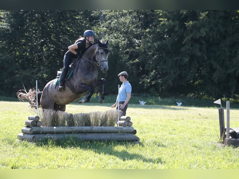 Mecklenburg Warmblood Mare 6 years 16 hh Gray-Dapple in Reichertshofen