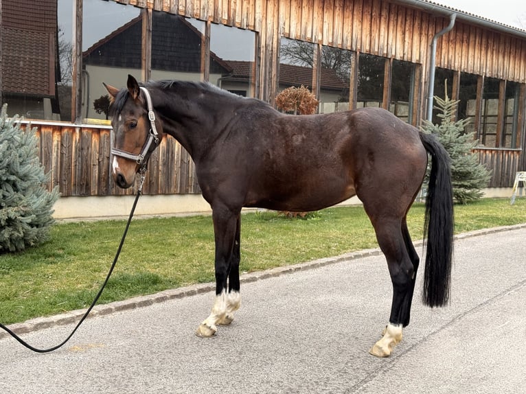 Mecklenburg Warmblood Mare 6 years 16,1 hh Brown in Ostrau