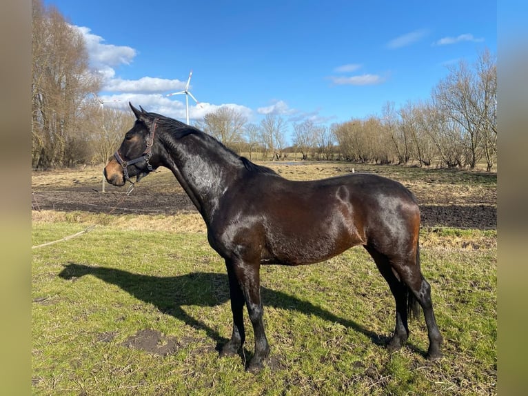 Mecklenburg Warmblood Mare 6 years 16,1 hh Smoky-Black in Völschow