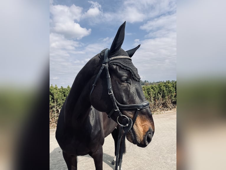 Mecklenburg Warmblood Mare 6 years 16,2 hh Bay-Dark in Sauldorf-Boll