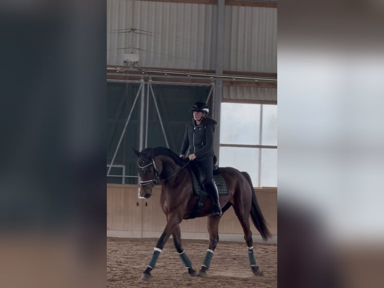 Mecklenburg Warmblood Mare 6 years 16,2 hh Brown in Damm