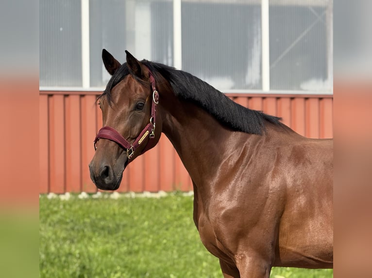 Mecklenburg Warmblood Mare 6 years 16,2 hh Brown in Damm