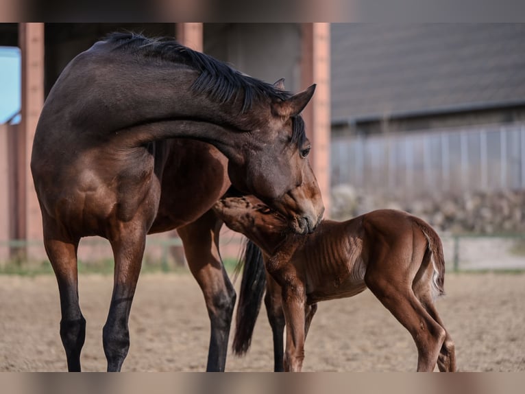 Mecklenburg Warmblood Mare 6 years 16,2 hh Brown in Damm