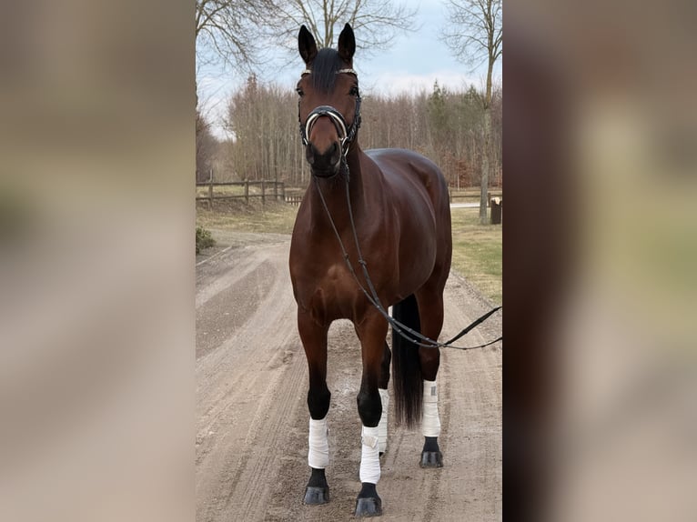 Mecklenburg Warmblood Mare 6 years 16,2 hh Brown in Damm