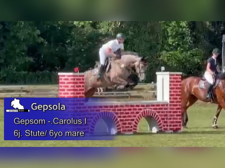 Mecklenburg Warmblood Mare 6 years 17 hh Grey in Gadow