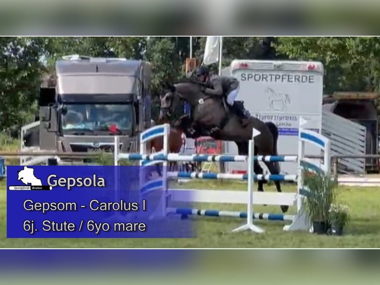 Mecklenburg Warmblood Mare 6 years 17 hh Grey in Gadow