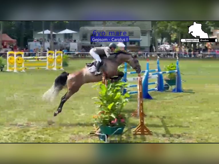 Mecklenburg Warmblood Mare 6 years 17 hh Grey in Gadow
