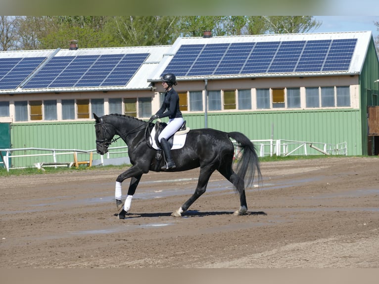 Mecklenburg Warmblood Mare 7 years 16.1 hh Black in Ganschow