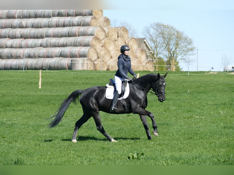 Mecklenburg Warmblood Mare 7 years 16.1 hh Black in Ganschow