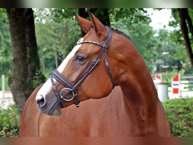 Mecklenburg Warmblood Mare 7 years 16,1 hh Brown-Light in Bad Wörishofen