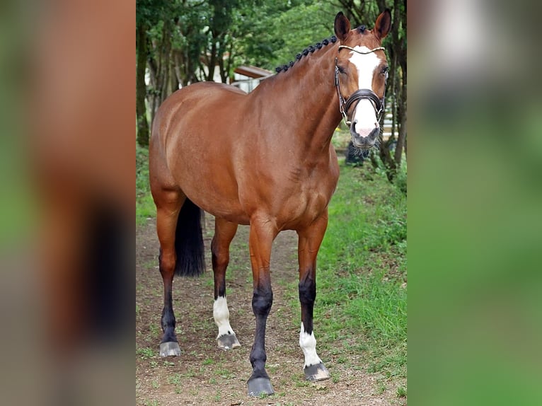 Mecklenburg Warmblood Mare 7 years 16,1 hh Brown-Light in Bad Wörishofen