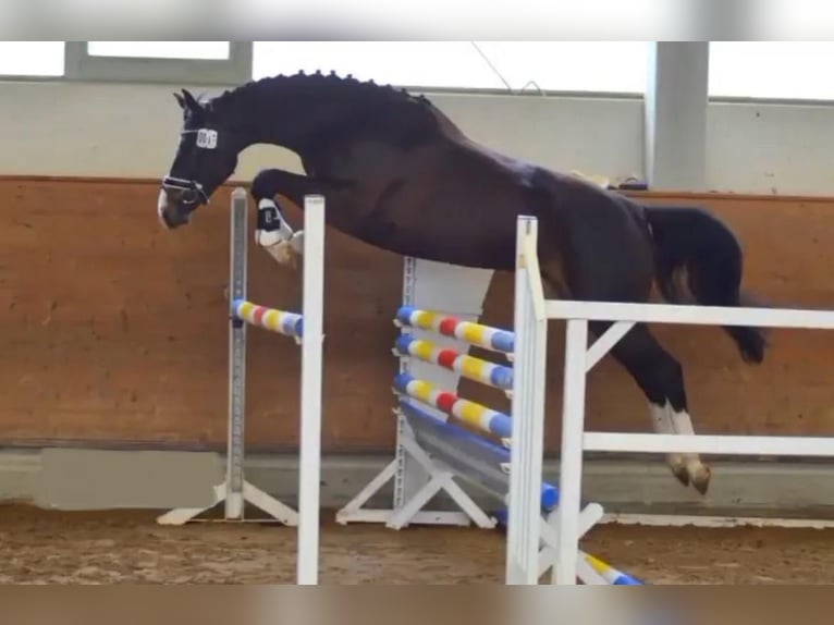 Mecklenburg Warmblood Mare 7 years 16.1 hh Smoky-Black in Handorf