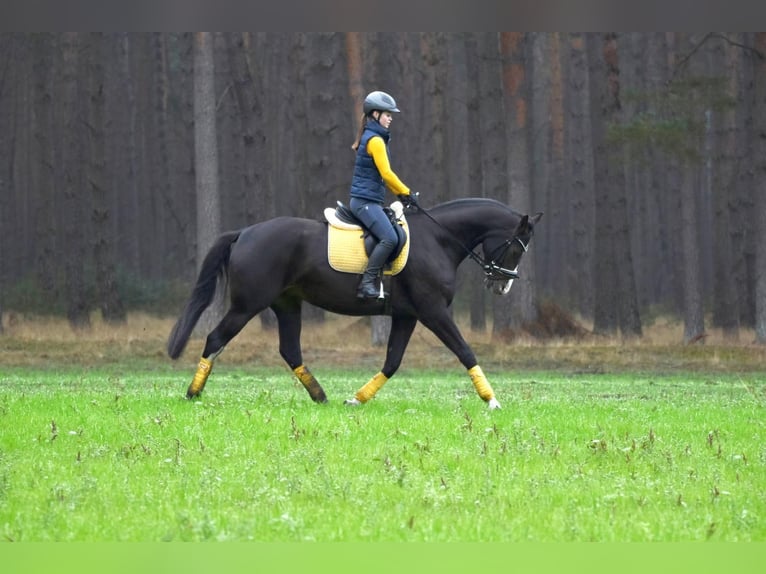 Mecklenburg Warmblood Mare 7 years 16.1 hh Smoky-Black in Handorf