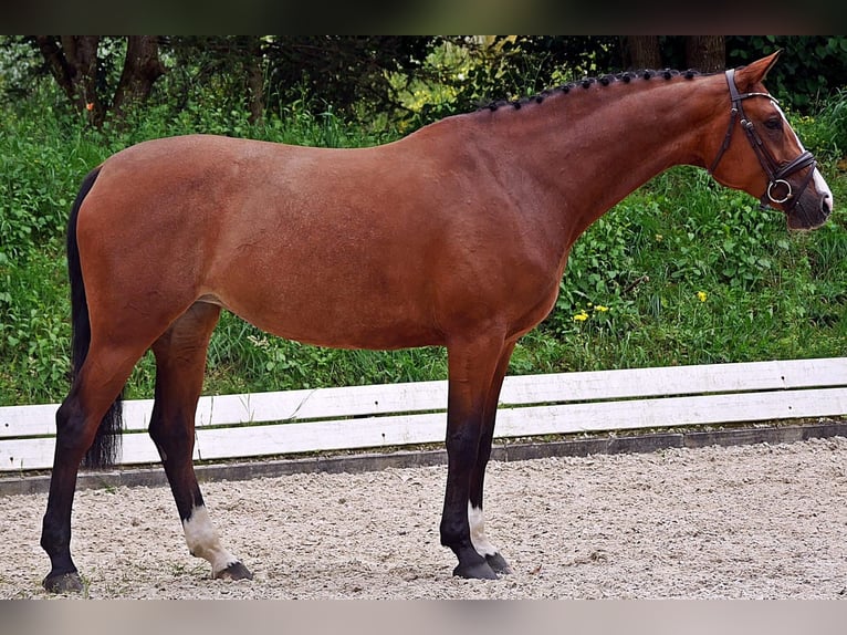 Mecklenburg Warmblood Mare 7 years 16,2 hh Brown in Bad Wörishofen