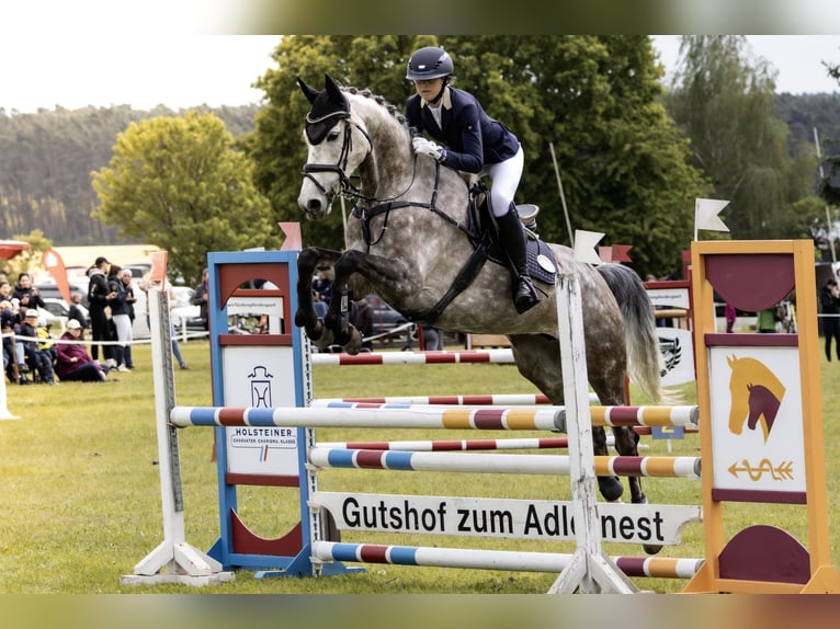 Mecklenburg Warmblood Mare 7 years 16.2 hh Grey-Red-Tan in Dallgow-Döberitz