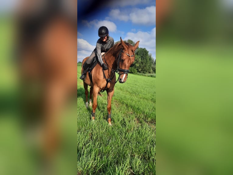 Mecklenburg Warmblood Mare 7 years 16 hh Chestnut-Red in Güstrow