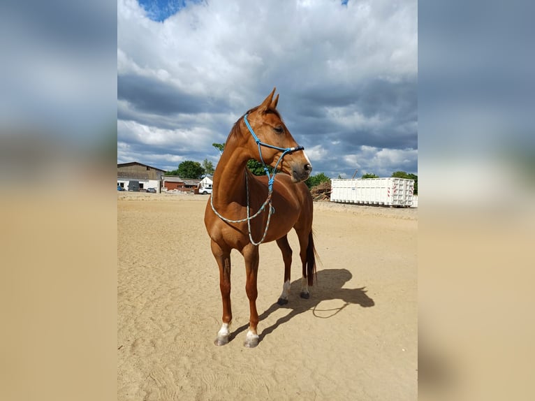 Mecklenburg Warmblood Mare 7 years 16 hh Chestnut-Red in Güstrow