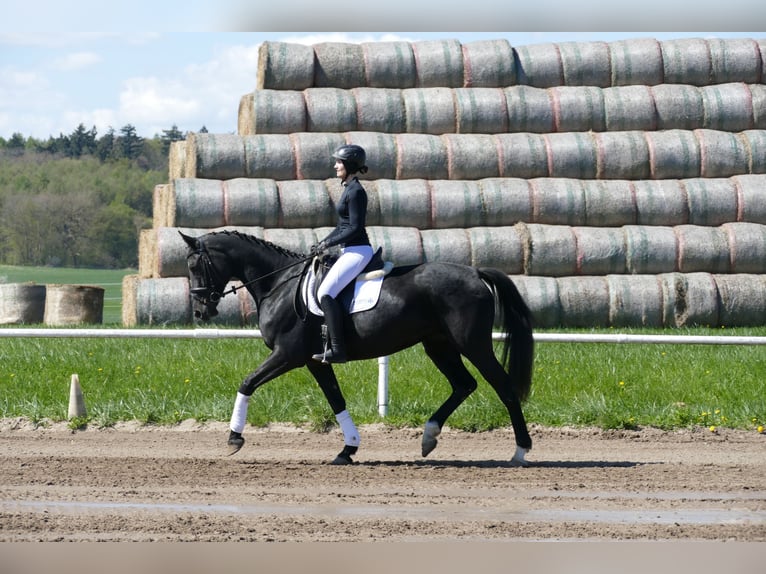 Mecklenburg Warmblood Mare 7 years 16,1 hh Black in Ganschow