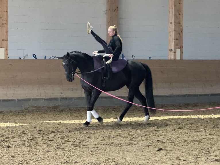 Mecklenburg Warmblood Mare 7 years 16,1 hh Black in Ganschow