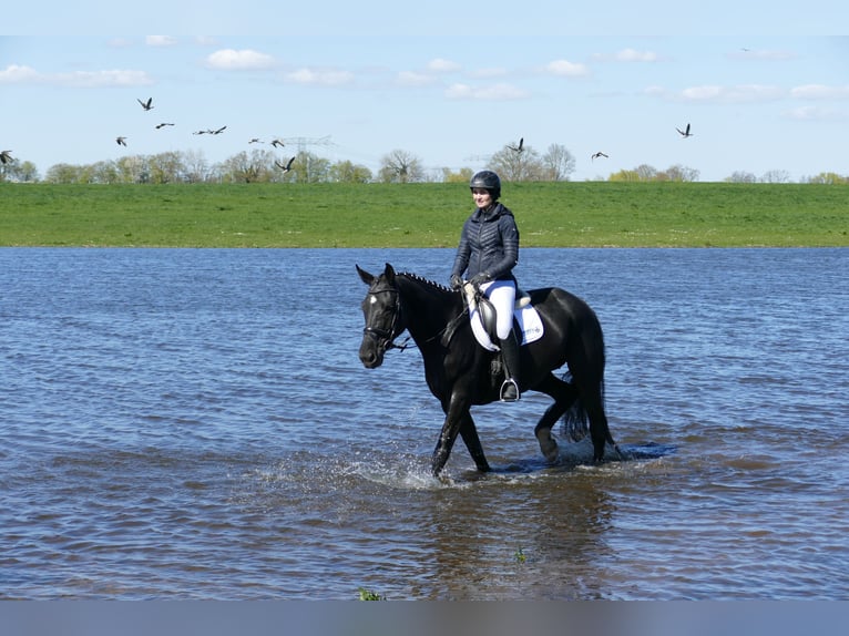Mecklenburg Warmblood Mare 7 years 16,1 hh Black in Ganschow