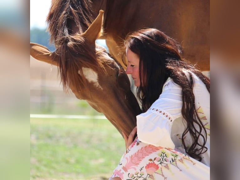 Mecklenburg Warmblood Mare 7 years 16,1 hh Chestnut in Weitenhagen
