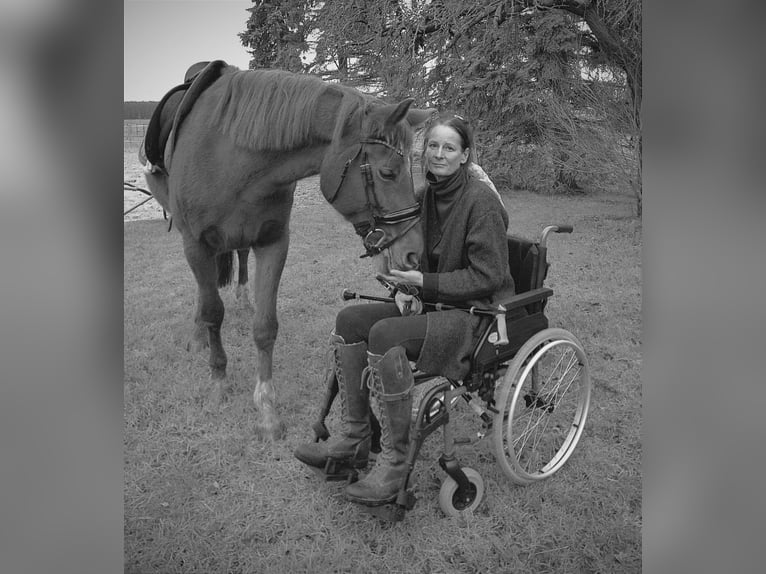 Mecklenburg Warmblood Mare 7 years 16,1 hh Chestnut in Weitenhagen