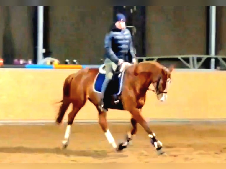 Mecklenburg Warmblood Mare 7 years 16,1 hh Chestnut-Red in Kuhlen-Wendorf