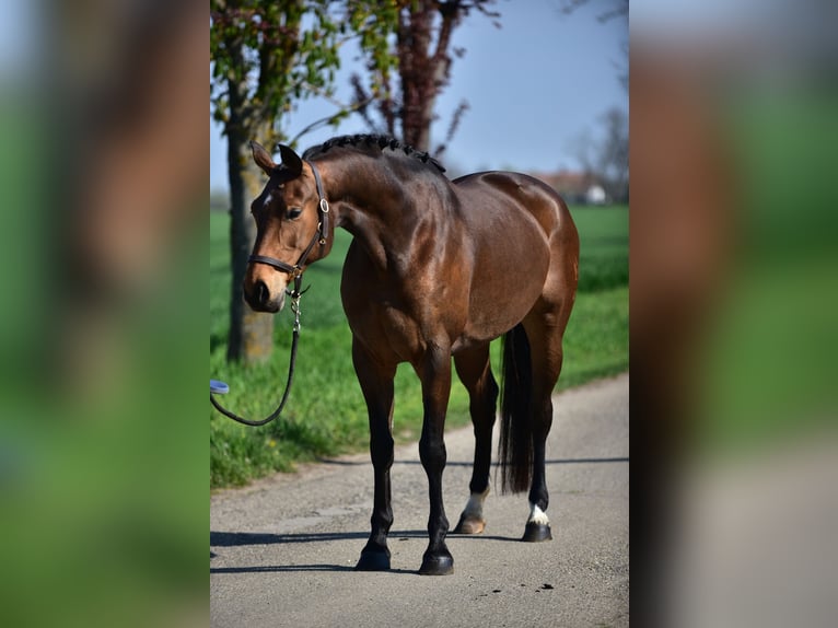 Mecklenburg Warmblood Mare 8 years 16.1 hh Brown in Budapest